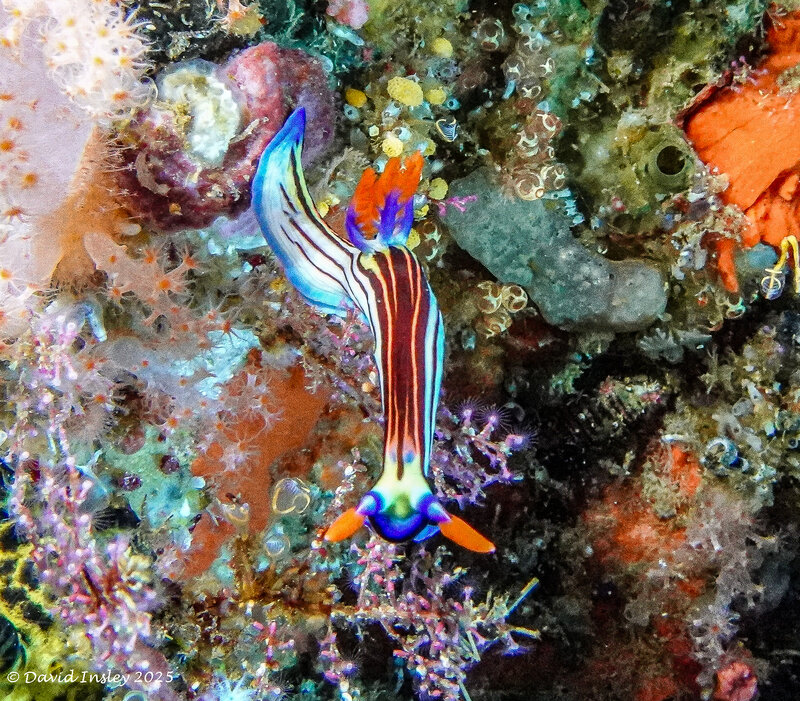 Nudi12.jpg