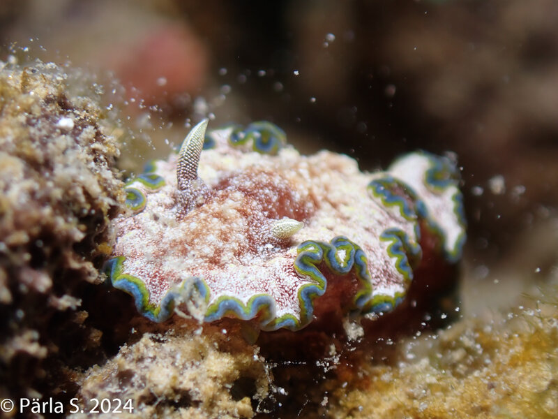 nudi42.jpg