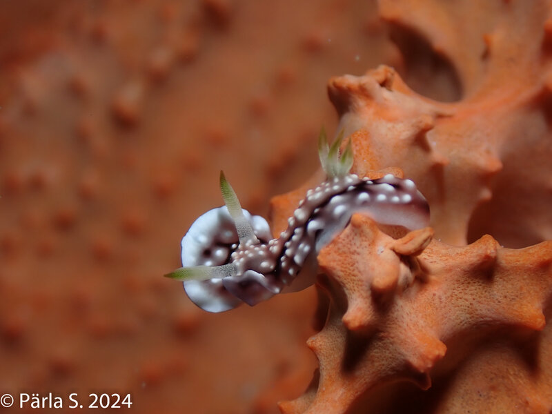 nudi9.jpg