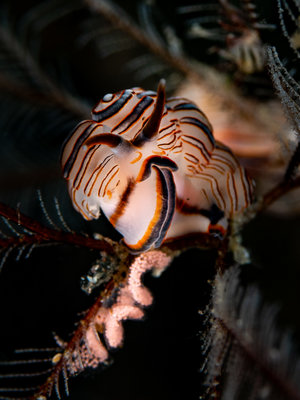nudibranch-doto-greenamyeri-tulamben.jpg