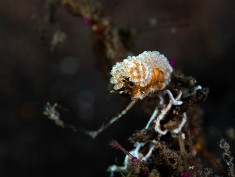 nudibranch-doto-ussi-tulamben.jpg