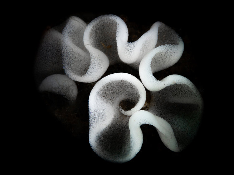 nudibranch-eggs-tulamben.jpg