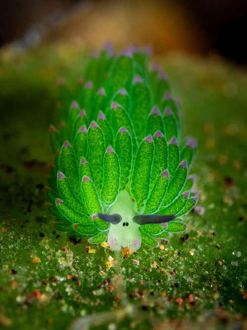 nudibranch-shaun-the-sheep-costasiella-sp-tulamben.jpg