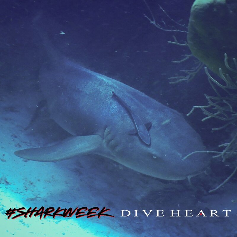 nurse shark.jpg nurse shark.jpg