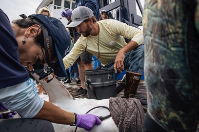 Ocearch4.jpg