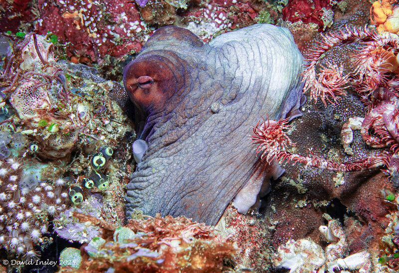 Octo 5.jpg