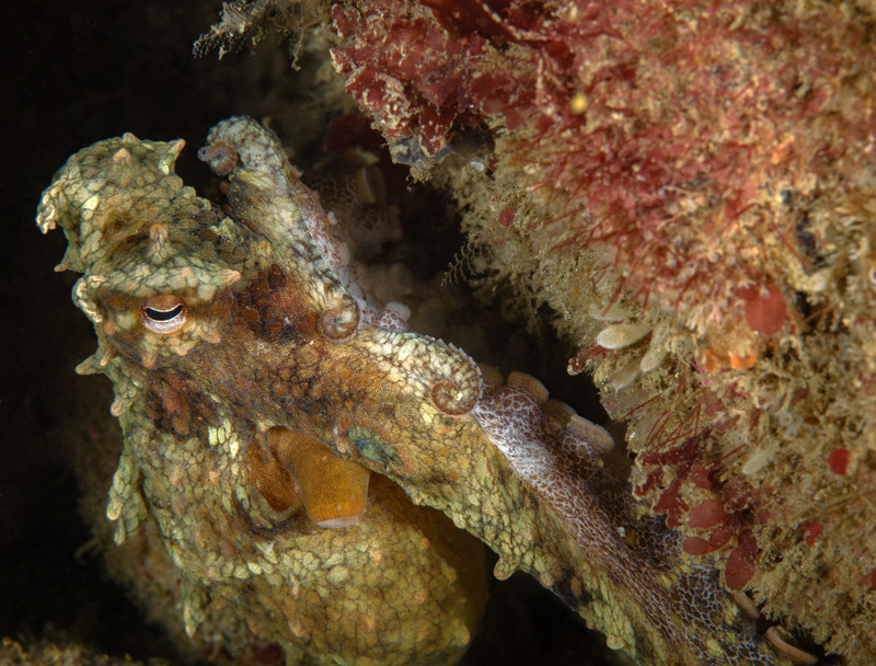 Octopus%20bimaculoides%20California%20Two-spot%20Octopus_zps73nmcuhe.jpg Octopus%20bimaculoides%20California%20Two-spot%20Octopus_zps73nmcuhe.jpg