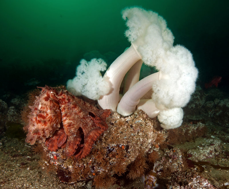 Octopus and metridiums.jpg