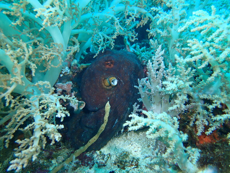 OCTOPUS IN SOFT CORALS.jpg