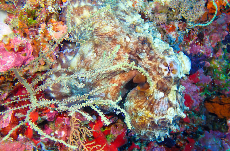 OCTOPUS ON CORAL WALL.jpg