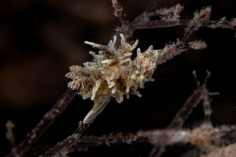 Okenia%20angelensis%20mating2%20DSC_6924-L.jpg