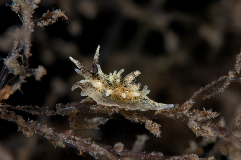 Okenia%20on%20bryozoan%20DSC_6886-L.jpg