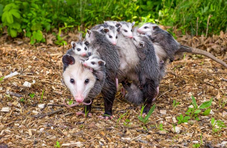 opossum%20with%20young38RGB.jpg