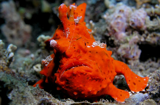 Orange-Frogfish-at-maluku-indonesia.jpg