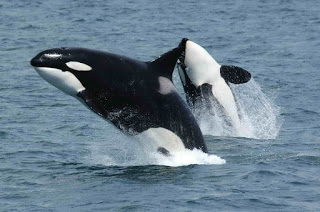 orcas-breaching.jpg