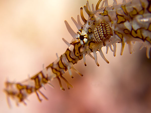 Ornate Ghost Pipefish macro 2.jpg