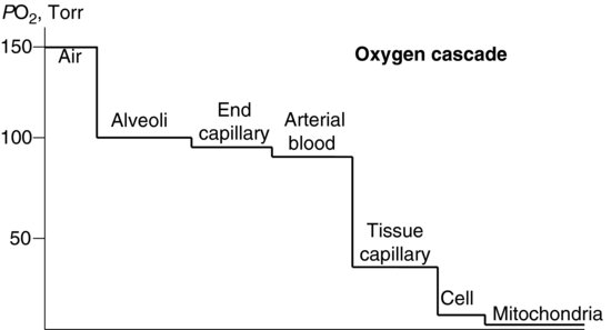 Oxygen-cascade-the-series-of-convective-diffusive-and-biochemical-barriers-that.jpg
