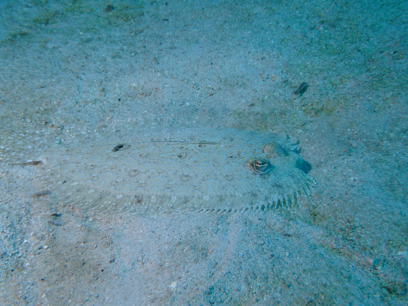 P7060094-flounder-resized.jpg