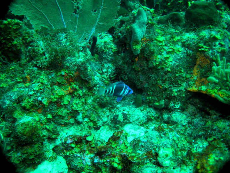 P7190065a.jpg