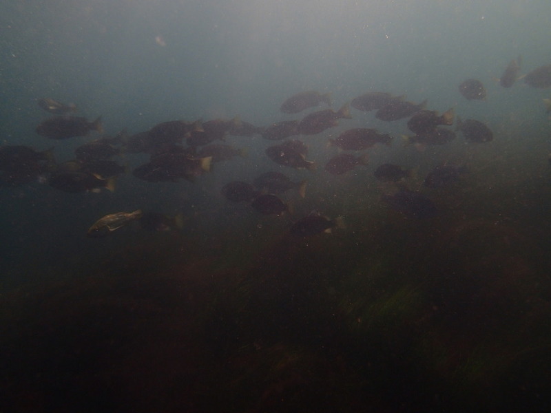 P9130145.jpg P9130145.jpg