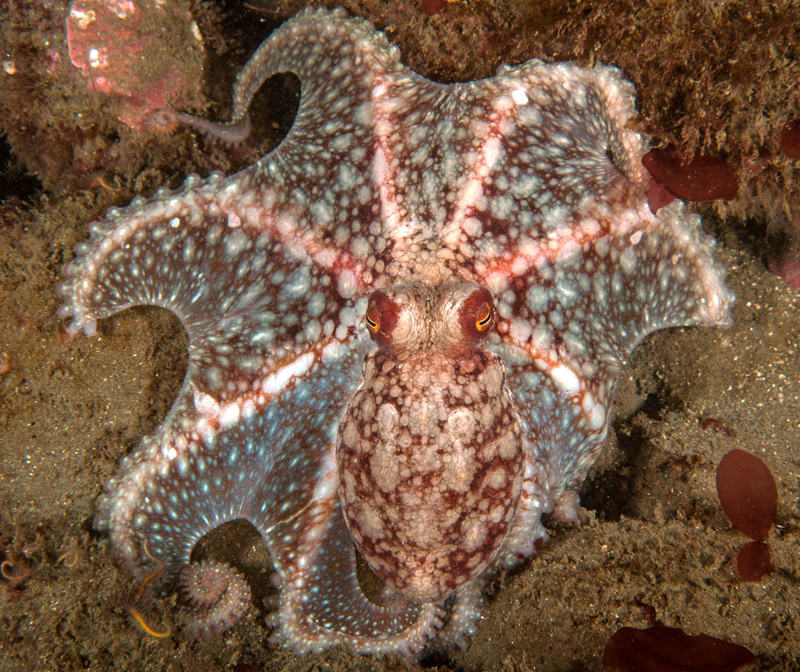 Pacific red octopus  DSC_6168.jpg