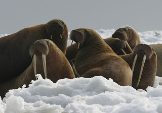 pacific-walrus-usfws.jpg