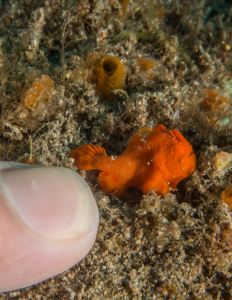 Painted Frogfish-sm.jpg