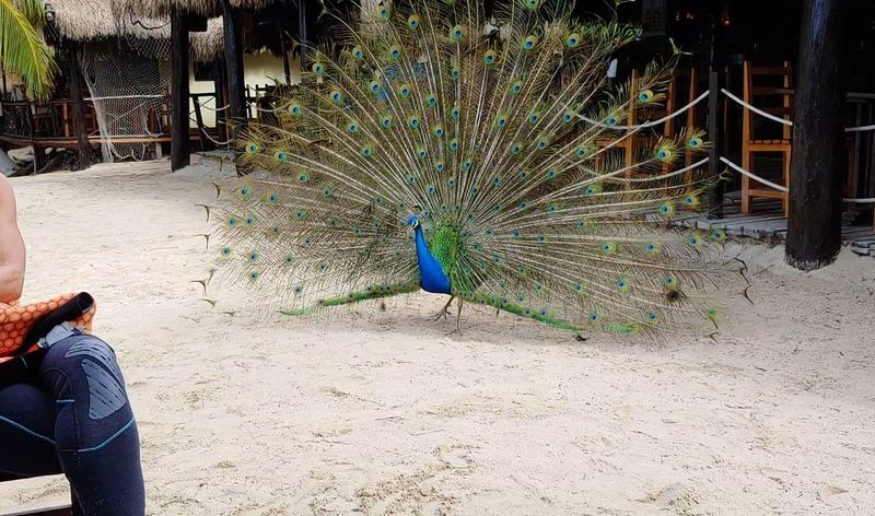 palancar-peacock.jpg