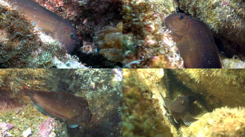 Panamic fanged blenny collage sm.jpg