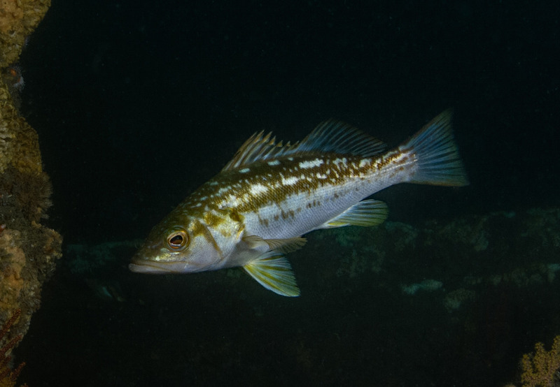 Paralabrax%20clathratus%20Calico%20bass_ART8124_zpscho7rrym.jpg