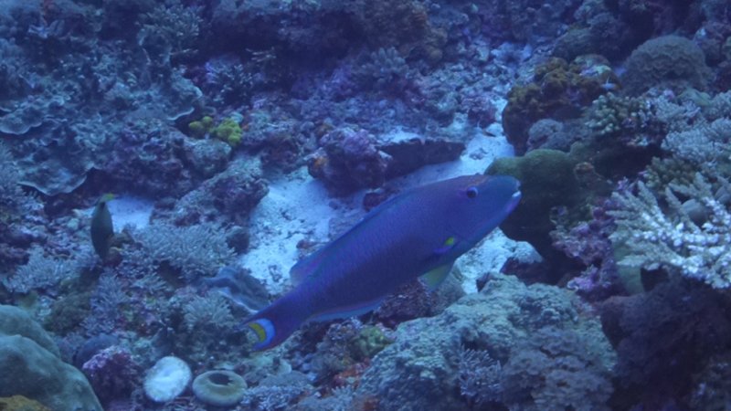 Parrotfish.jpg