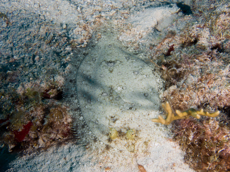 Peacock Flounder 001 Coz Oct 2018c.jpg