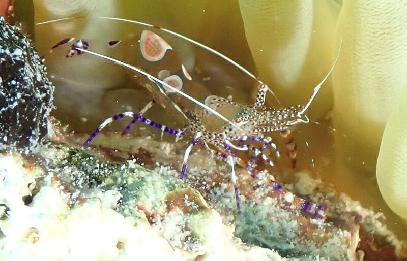 Pederson Cleaner Shrimp.jpg