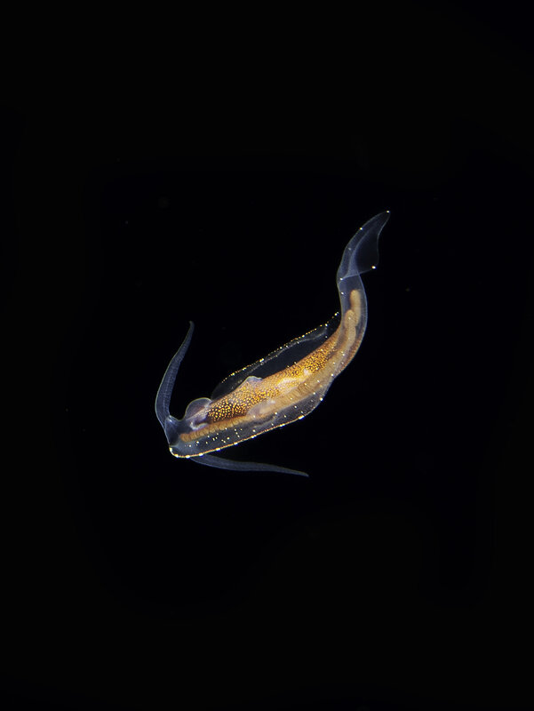 pelagic.jpg