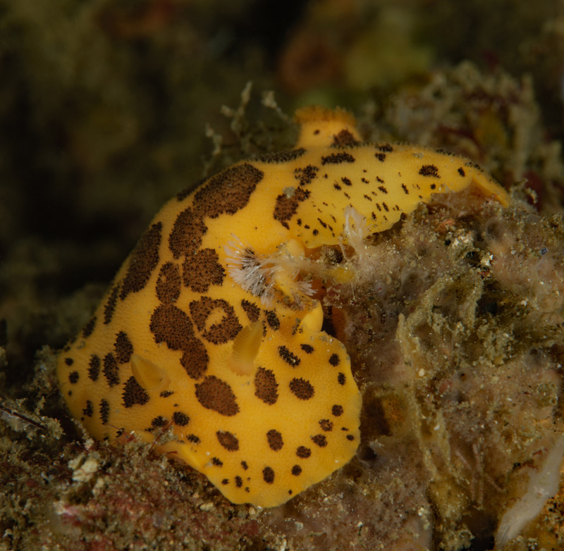 Peltodoris%20mullineri_zpsvolbunbt.jpg Peltodoris%20mullineri_zpsvolbunbt.jpg