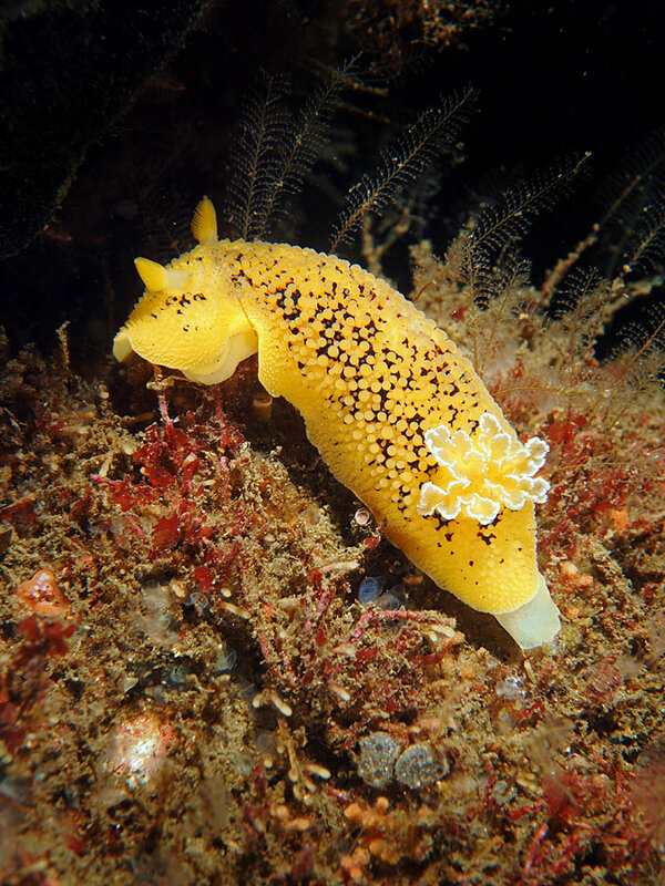 peltodoris nobilis.jpg