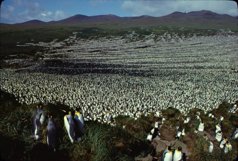 Penguin colony.jpg