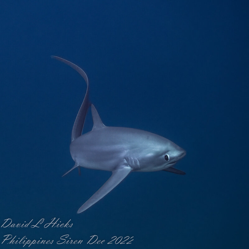 Philippines Siren - Thresher Sharks December 05, 2022-491-SharpenAI.jpg
