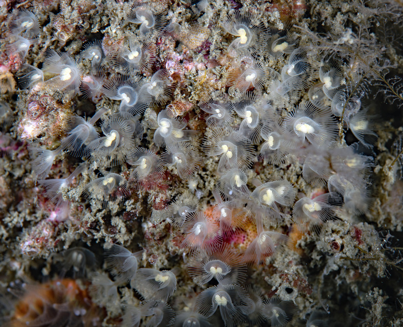 Phoronis%20vancourverensis%20Vancouver%20Phoronid_zpsusnumjgh.jpg Phoronis%20vancourverensis%20Vancouver%20Phoronid_zpsusnumjgh.jpg