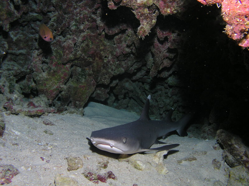 Pic of sand shark in Maui 2005.JPG