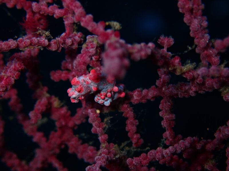 PIGMY SEA HORSE TG6.jpg