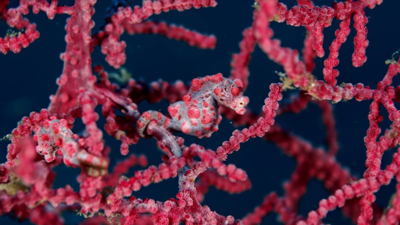 PIGMY SEA HORSES 2.jpg