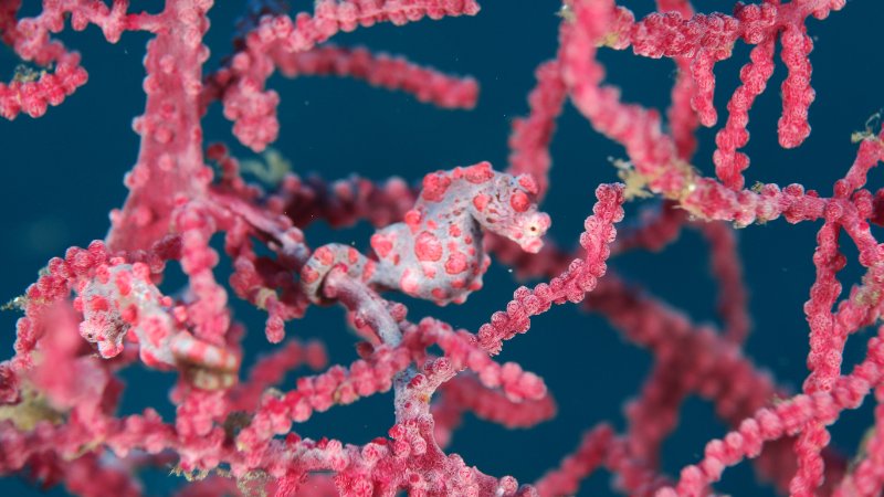 PIGMY SEA HORSES.JPG