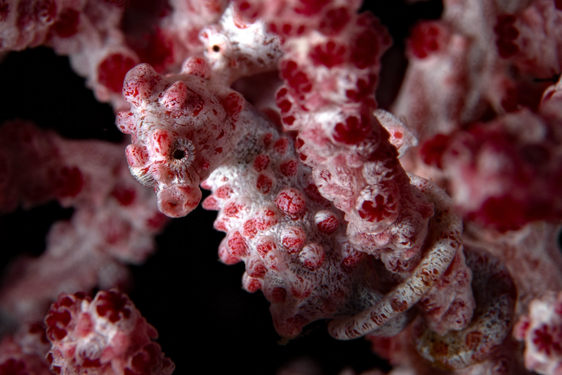 PIGMY SEAHORSE PANGLAO.png