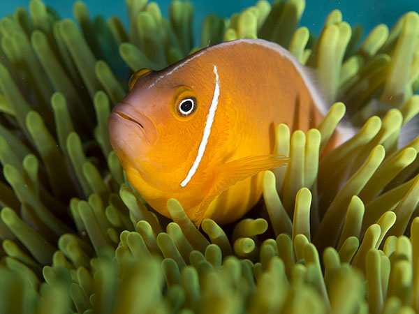 Pink anemonefish.jpg