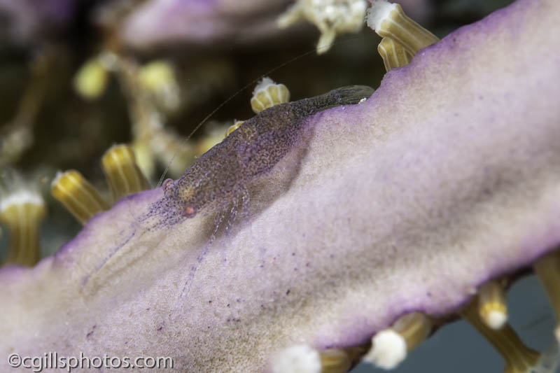 Pink-eye Gorgonian Shrimp-2311.jpg