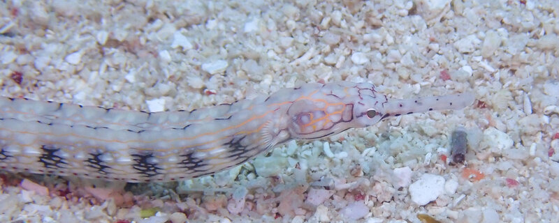 PIPE FISH BEAUTY.jpg