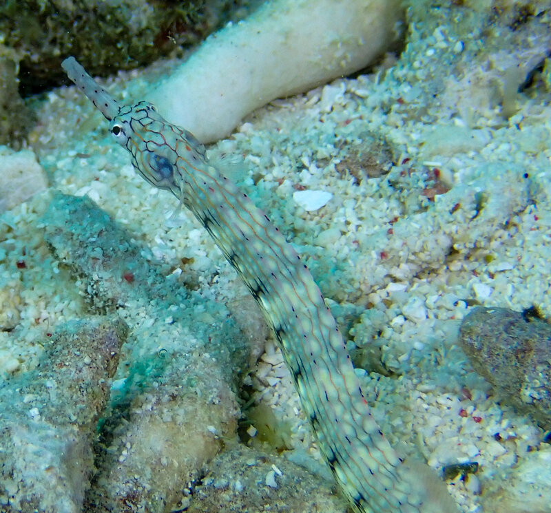 PIPE FISH.jpg