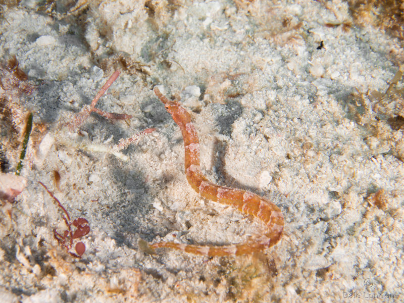 Pipefish unknown 001 Coz Oct 2018c.jpg