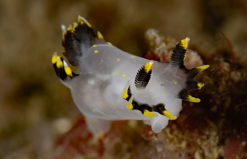 Polycera%20tricolor_zpsdw8fgihw.jpg Polycera%20tricolor_zpsdw8fgihw.jpg